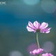 JPXSTP-00209